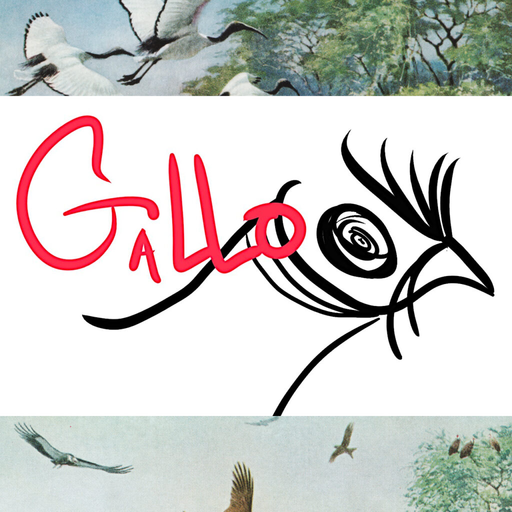 Gallo_23